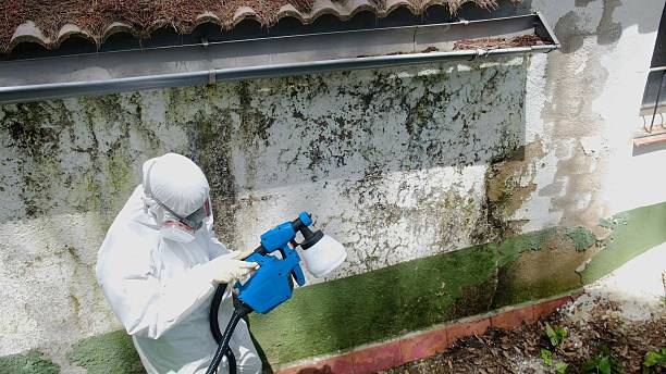 Mold Remediation service in Jamestown, Jamestown, TN